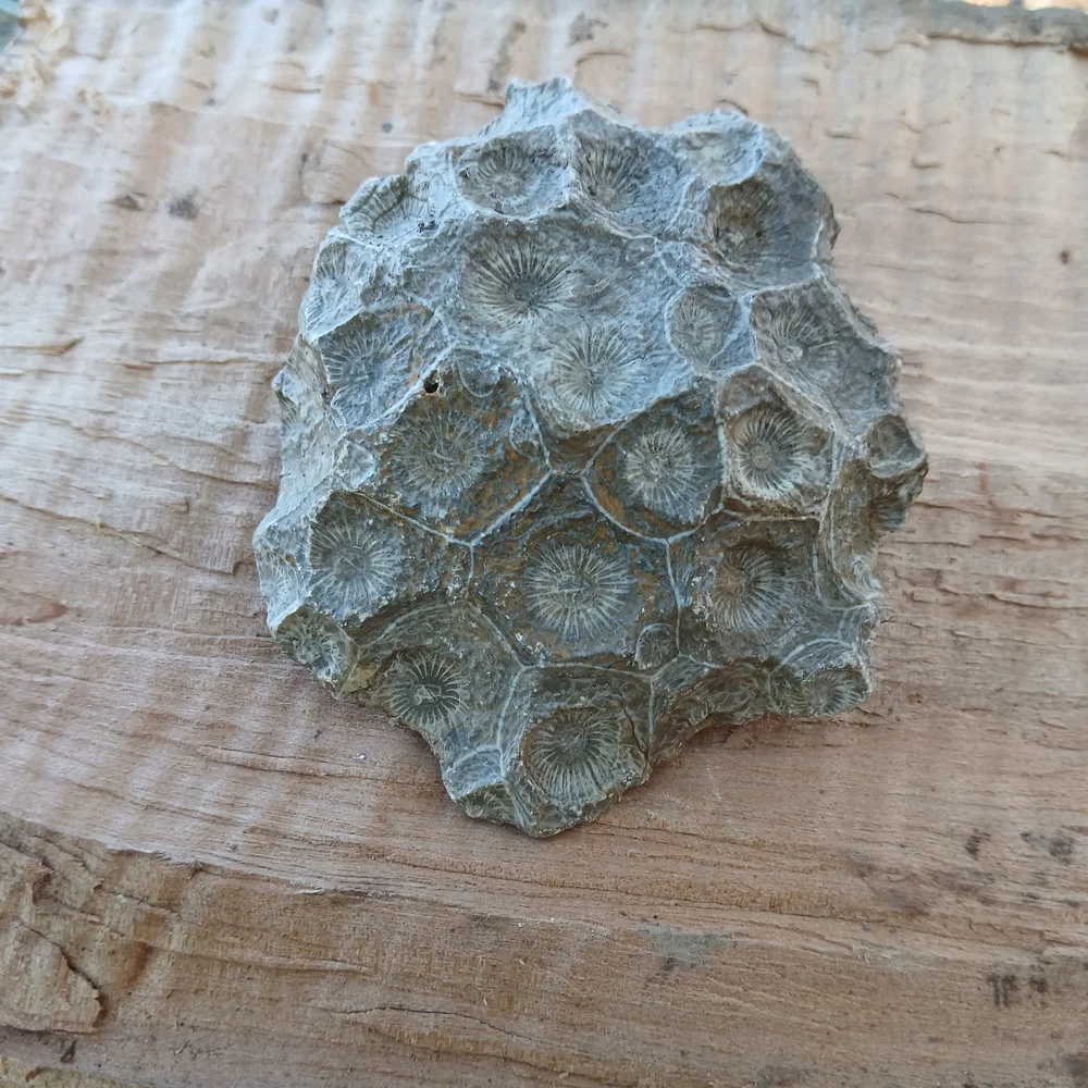 Natural Reptile Habitat Decor